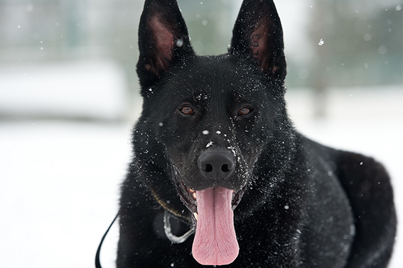 černý pes v chladném počasí