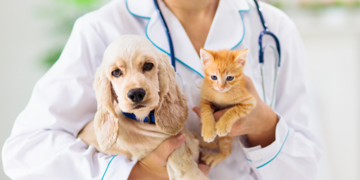 veterinarian carrying dog and cat
