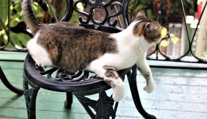 jak poznat že má kočka blechy