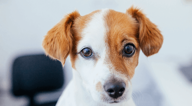 oční problémy/onemocnění u psů