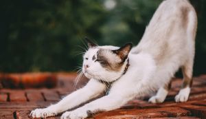 jak poznat že má kočka blechy