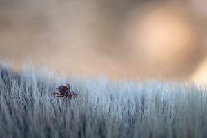 Vývoj parazitů u psů