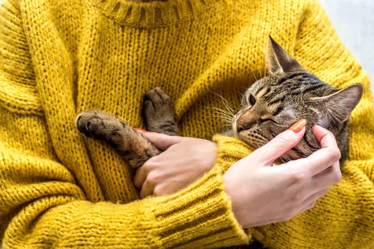 Portrét kočky v rukou majitele. Klíšťata na kočky