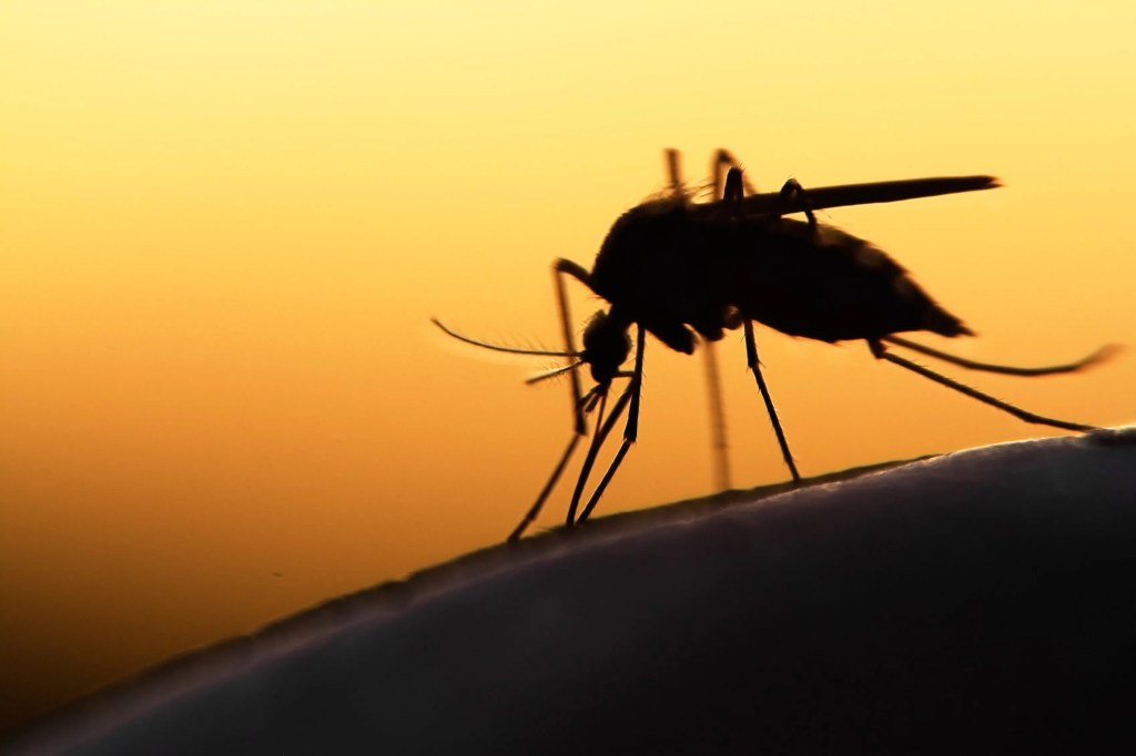 Komáři jsou na obtíž na celém světě, zejména v teplých a vlhkých prostředích, jako jsou jezera a bažiny.