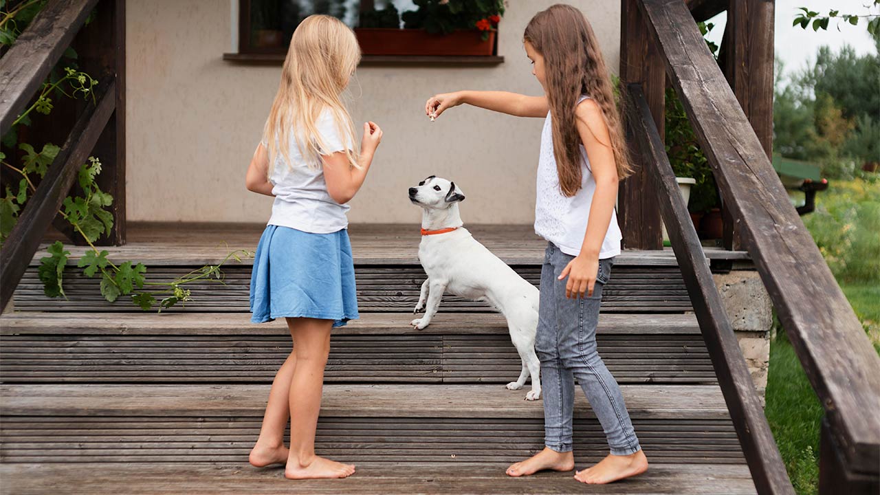 Tipy pro nácvik triků a povelů u zvířat