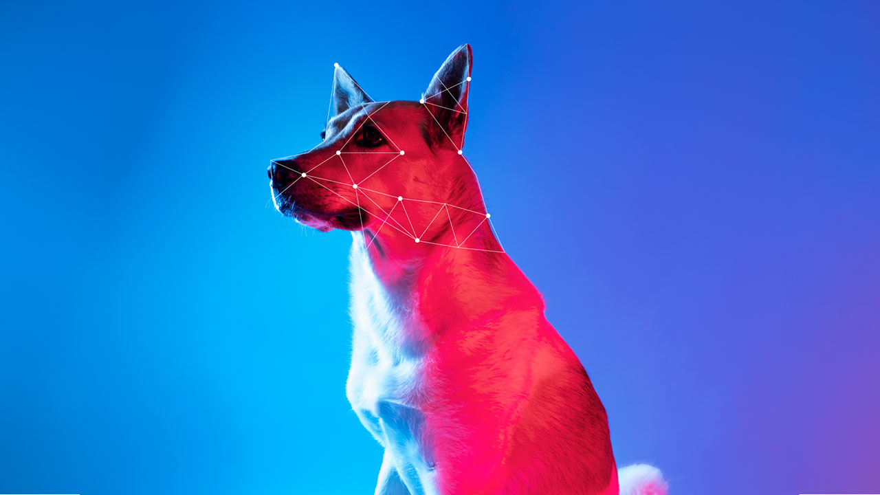 Technologie pro zvířata: Všechno, co potřebujete vědět o technologiích pro zvířata